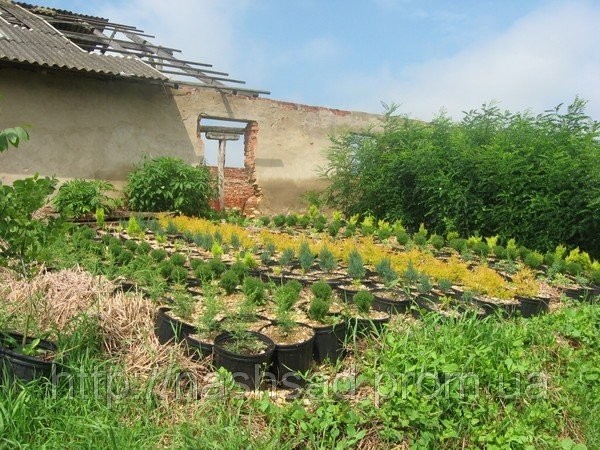 Ukraina.Gospodarstwo rolne, 800ha z zabudowaniami — zdjęcie 6