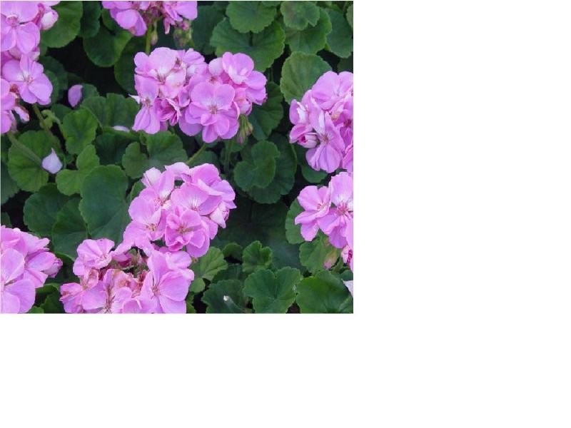PRYMULA, BRATEK, PELARGONIA, SURFINIA, BEGONIA, NIECIERPEK I WIELE INN — zdjęcie 5
