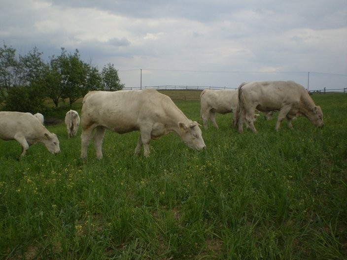 JAŁÓWKI MIĘSNE RASY CHAROLAIS 100% — zdjęcie 1