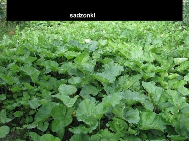 RABARBAR SADZONKI KARPY