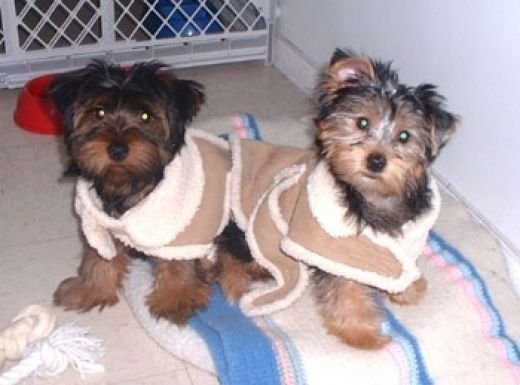2 YORKIE szczeniąt do przyjęcia