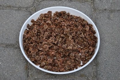 Nasiona RABARBARU Sprzedam — zdjęcie 1