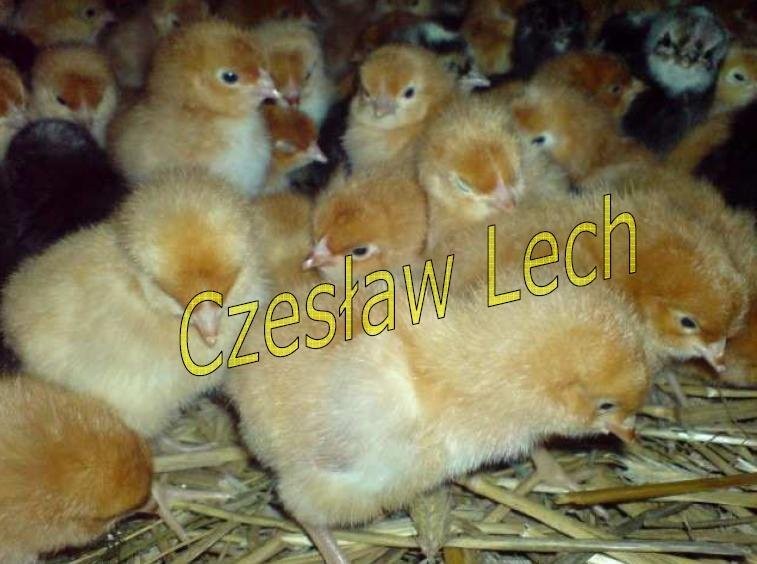 Kurczęta odchowane — zdjęcie 3