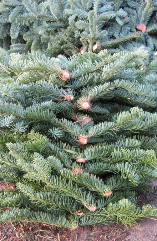 Gałęzie nobilis i nordman w paczkach po 5kg — zdjęcie 2