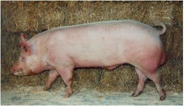 Loszki DanBred, Landrace, Yorkshire