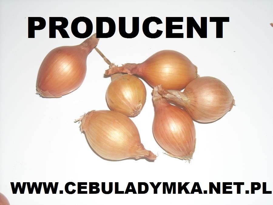 cebula dymka ŻÓŁTA CZERWONA BIAŁA - PRODUCENT — zdjęcie 1
