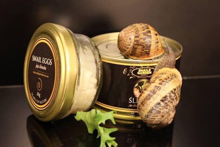 Hodowla ślimaków łódzkie — zdjęcie 3
