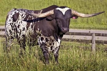Texas Longhorn — zdjęcie 5