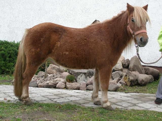 klacz kucyk szetlandzki 8 letnia — zdjęcie 2