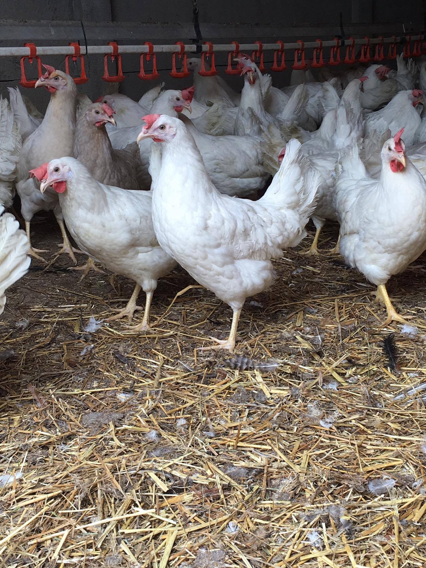 Kury ROSA, LOHMANN BROWN , Leghorn — zdjęcie 2