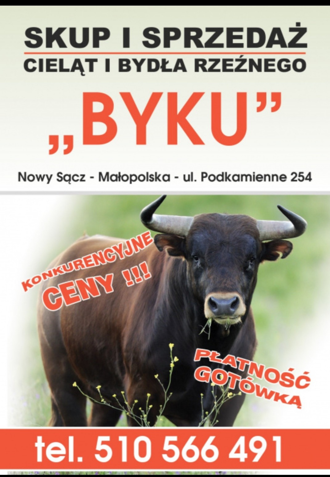 Skup I Sprzedaż Cieląt Oraz Bydła Rzeznego