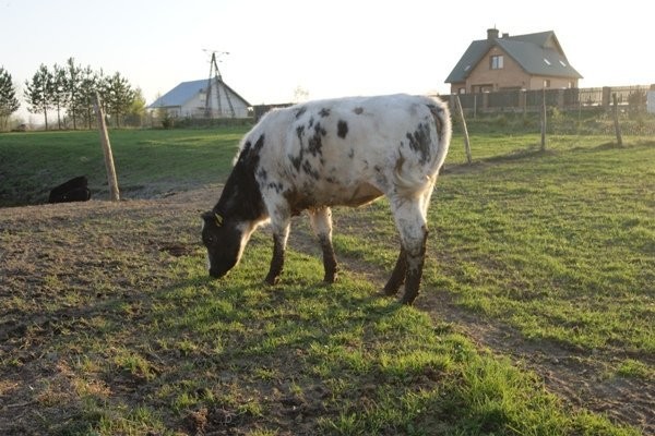 sprzedam bydło limousine — zdjęcie 1