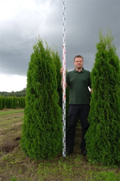 Thuja Smaragd,Brabant Przed Podwyżką!100cm- 350cm — zdjęcie 6