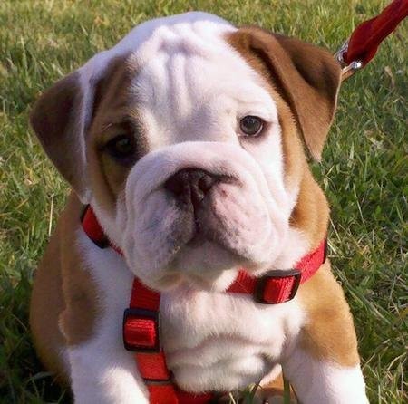 piękny bulldog szczenięta do przyjęcia — zdjęcie 2