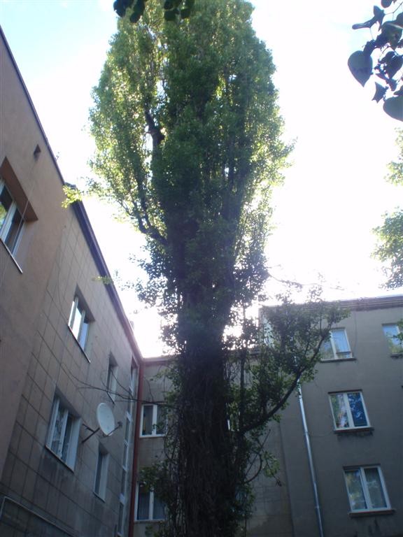 Wycinka drzew zgierz, ozorków, łódź, pabianice — zdjęcie 1