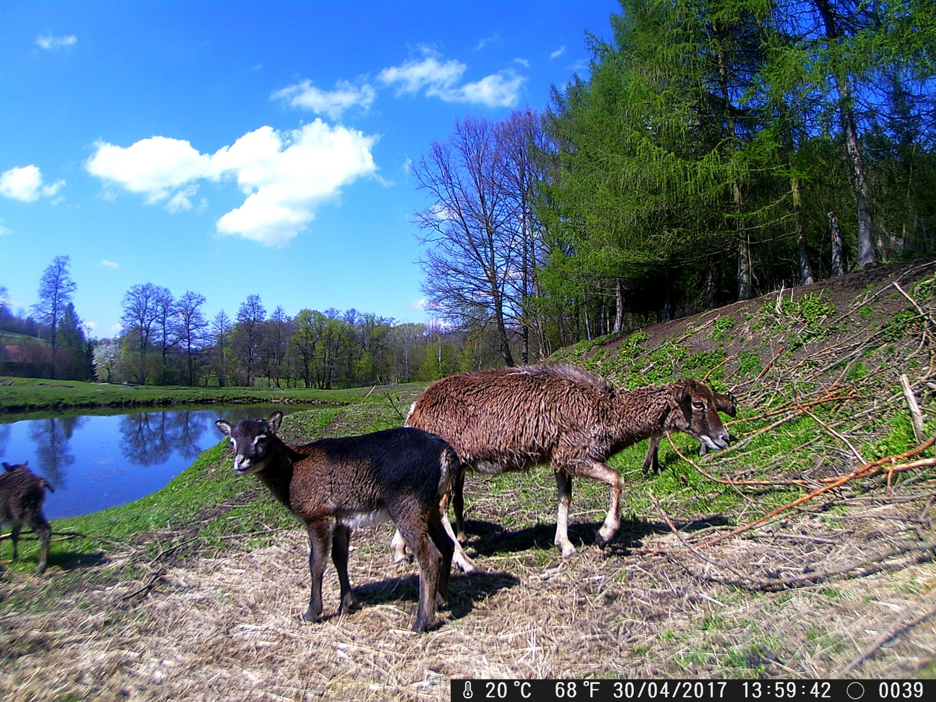Muflony sprzedam — zdjęcie 2