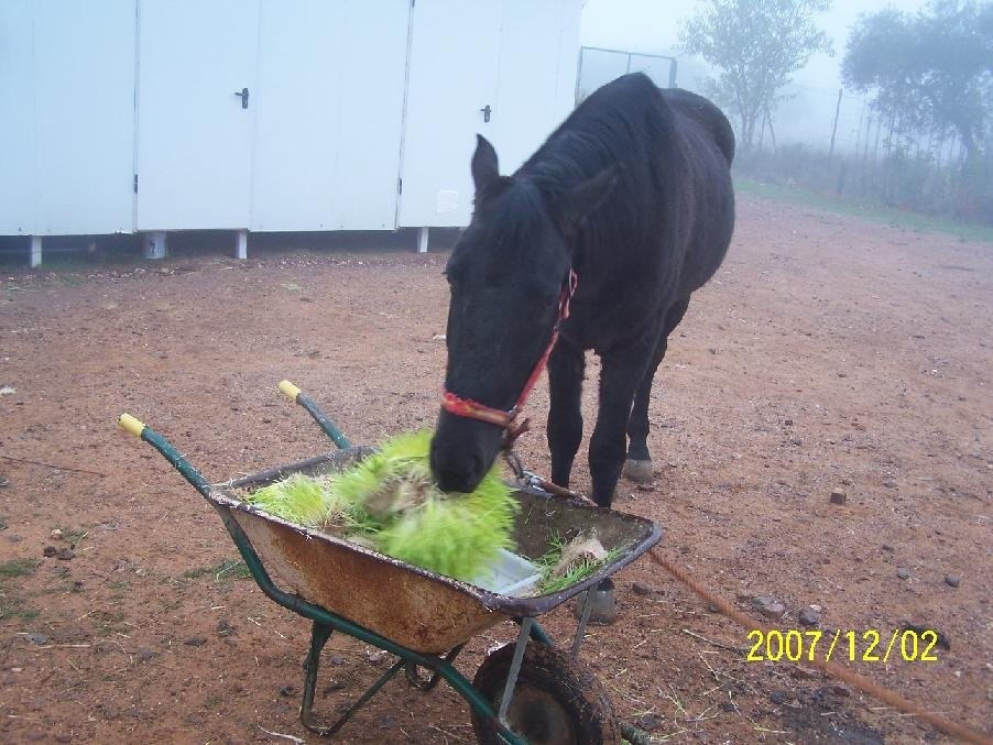 Forraje verde hidroponico — zdjęcie 1