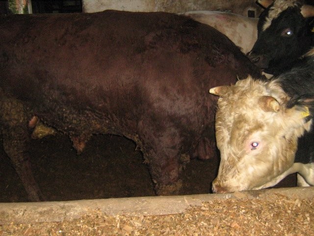 sprzedam byki mięsne w wadze ok 750 kg — zdjęcie 2