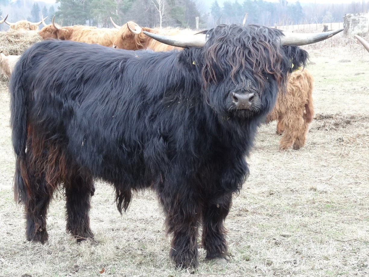 Byk Highland Cattle Szkockie Górskie Rozpłodowy Półtusza Wołowina — zdjęcie 2