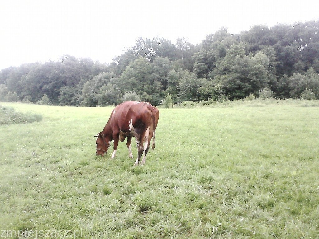 Sprzedam Bydło — zdjęcie 3