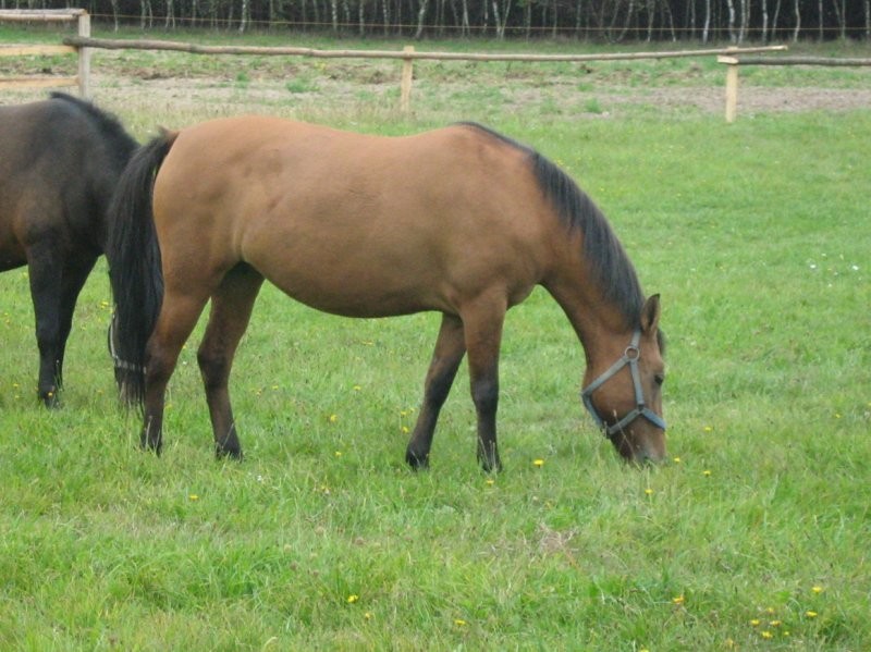 sprzedam klacze huculskie — zdjęcie 2