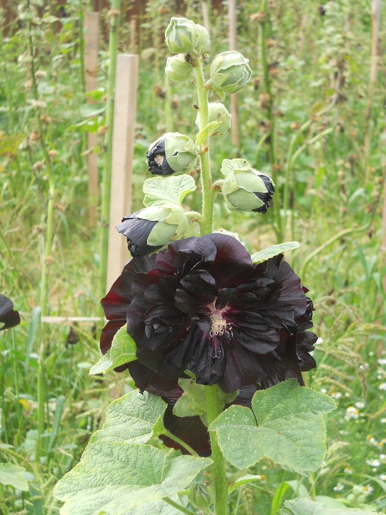 Sprzedam nasiona MALWA CZARNA (Malvea Nigra) — zdjęcie 2