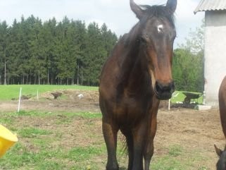 Sprzedam Konia angloarab — zdjęcie 3