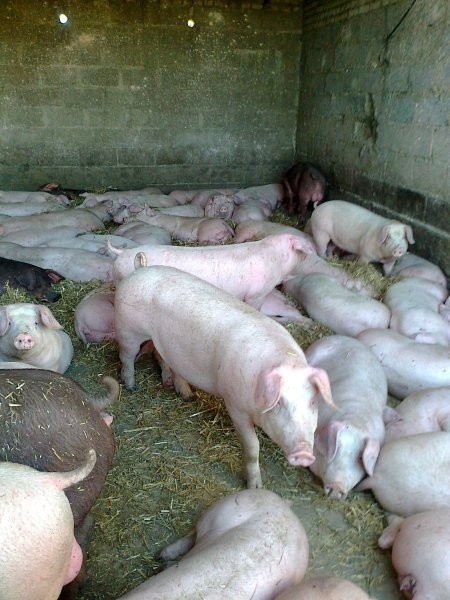 loszki knurki pbz duroc — zdjęcie 2