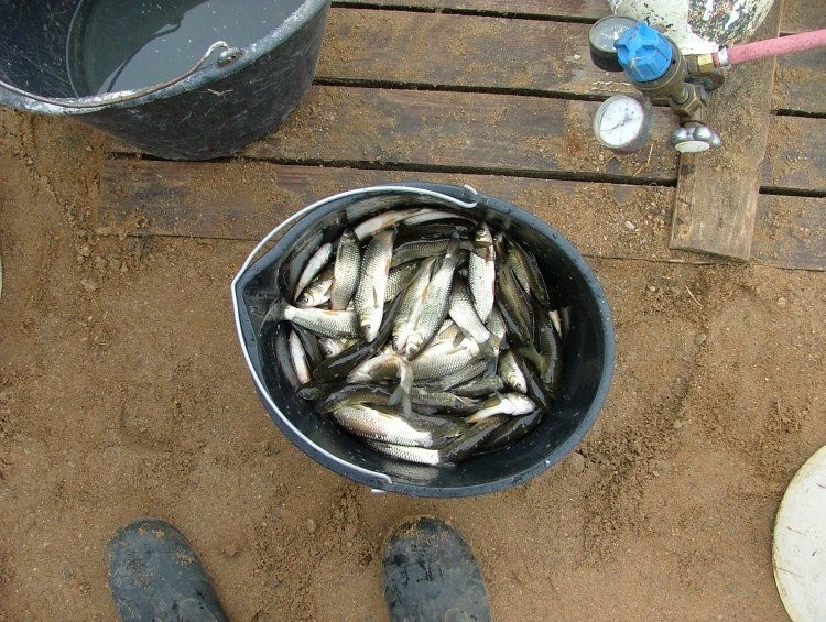 ZARYBIENIA WIOSENNE, KARP, AMUR, TOŁPYGA, KOI — zdjęcie 1