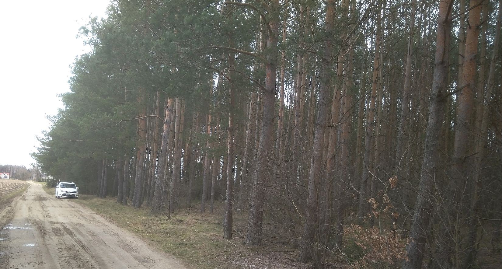 Sprzedam las z gruntem 7,02 ha — zdjęcie 3