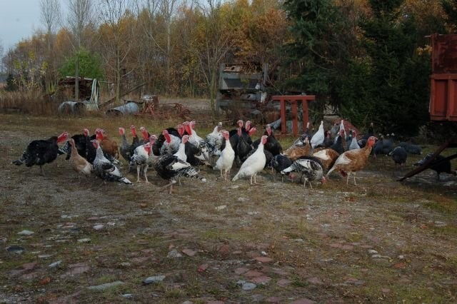 Indyki Pisklęta indyki — zdjęcie 3