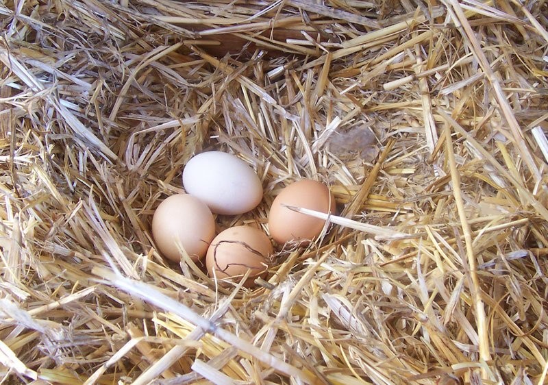 JAJA ZIELONONÓŻKI KUROPATWIANEJ SPRZEDAM — zdjęcie 1