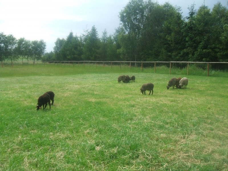 zamienie owce na hucula — zdjęcie 1