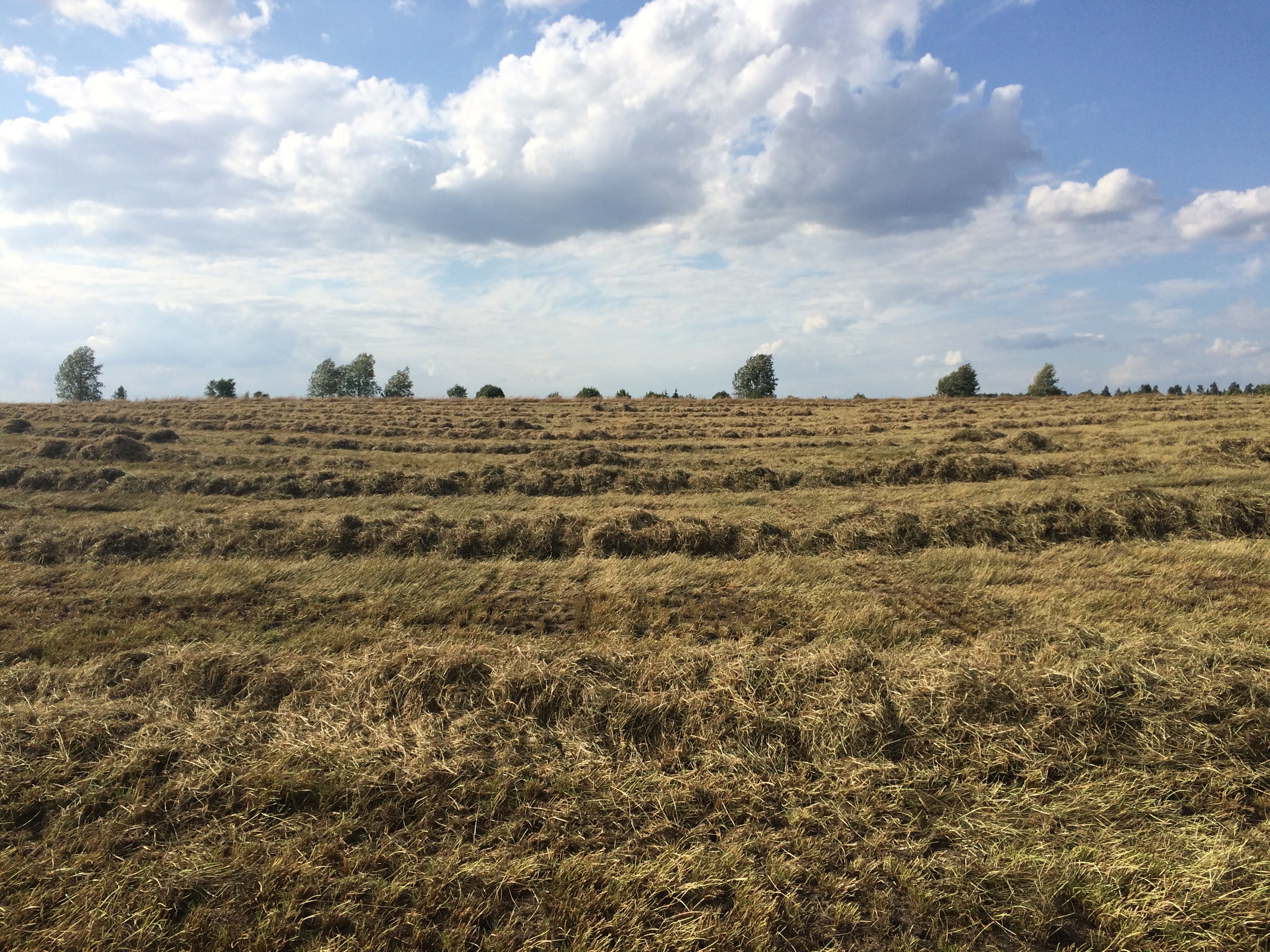 Siano - po desykacji traw nasiennych — zdjęcie 3