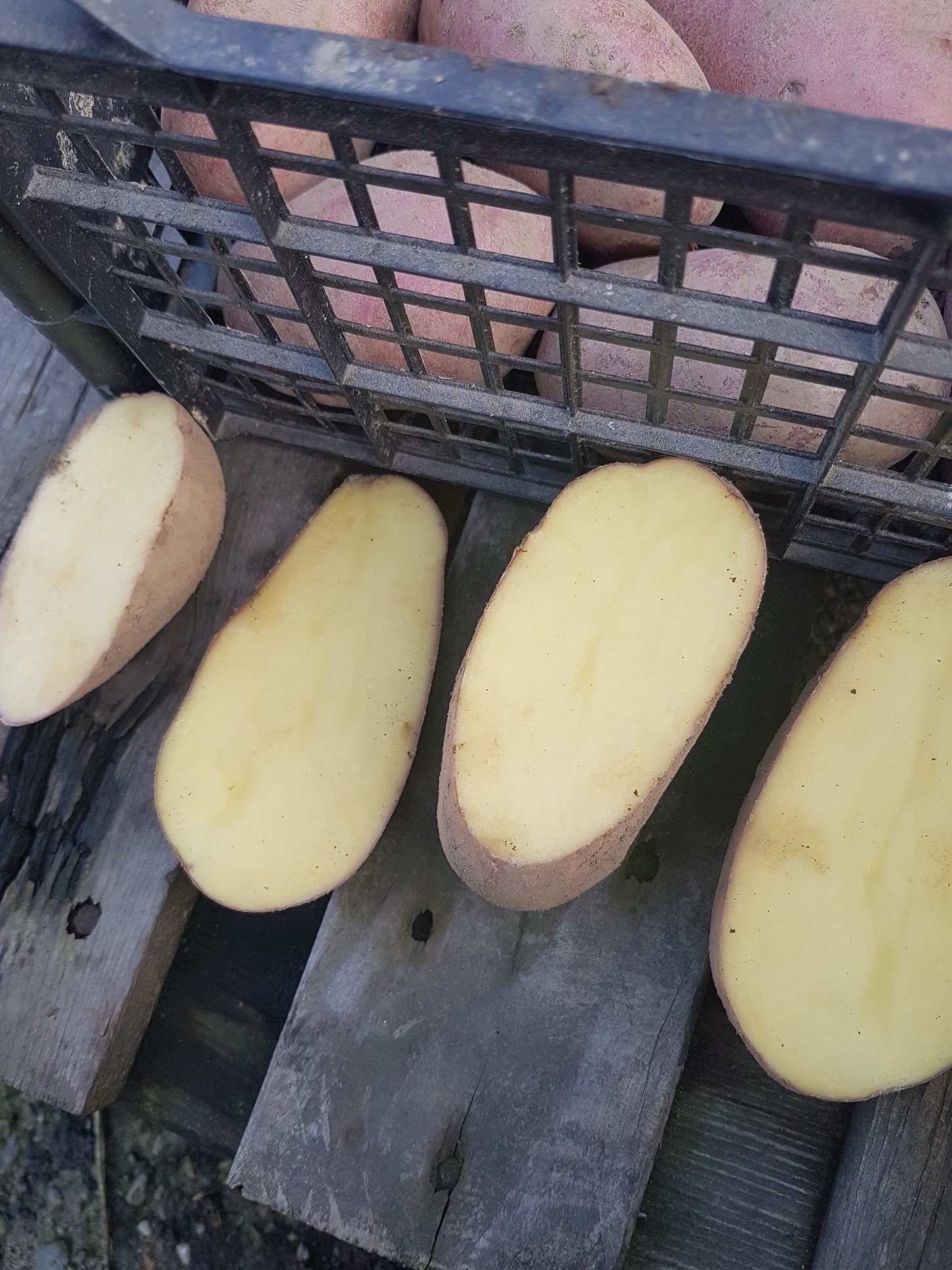 ziemniaki red lady — zdjęcie 1