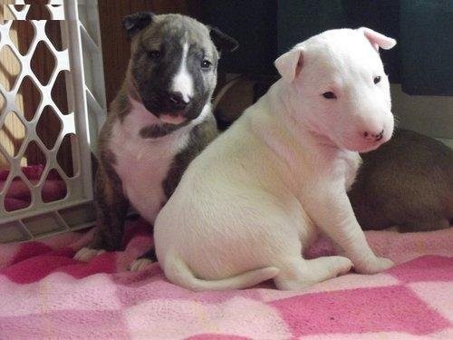 Bull Terrier szczenięta Boże Narodzenie