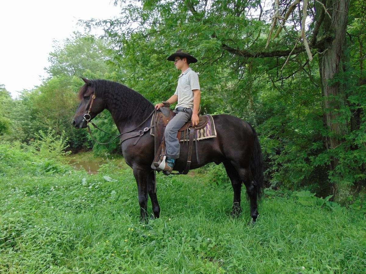 koń friesian na sprzedaż — zdjęcie 1