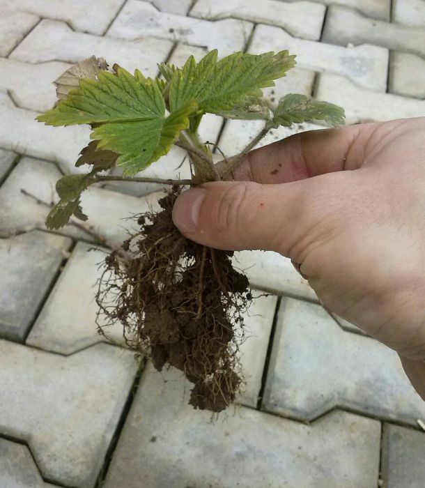poziomki , poziomka