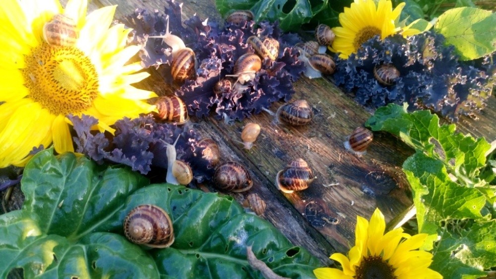 Sprzedam slimaki helix aspersa muller  — zdjęcie 5