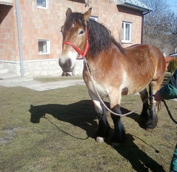 Sprzedam Klacz Zimnokrwistą, z licencją. — zdjęcie 2