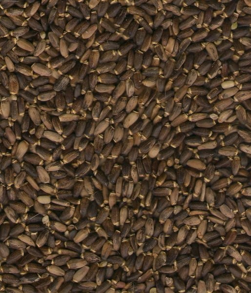 Ostropest Plamisty Milk Thistle seeds Tanio