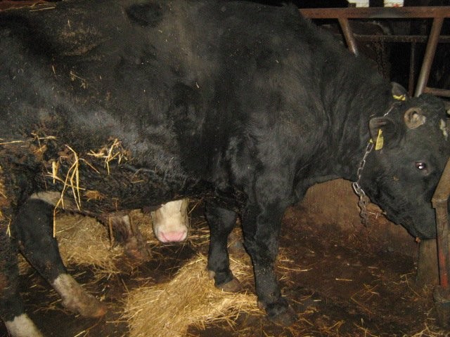 sprzedam byki mięsne w wadze ok 750 kg — zdjęcie 5
