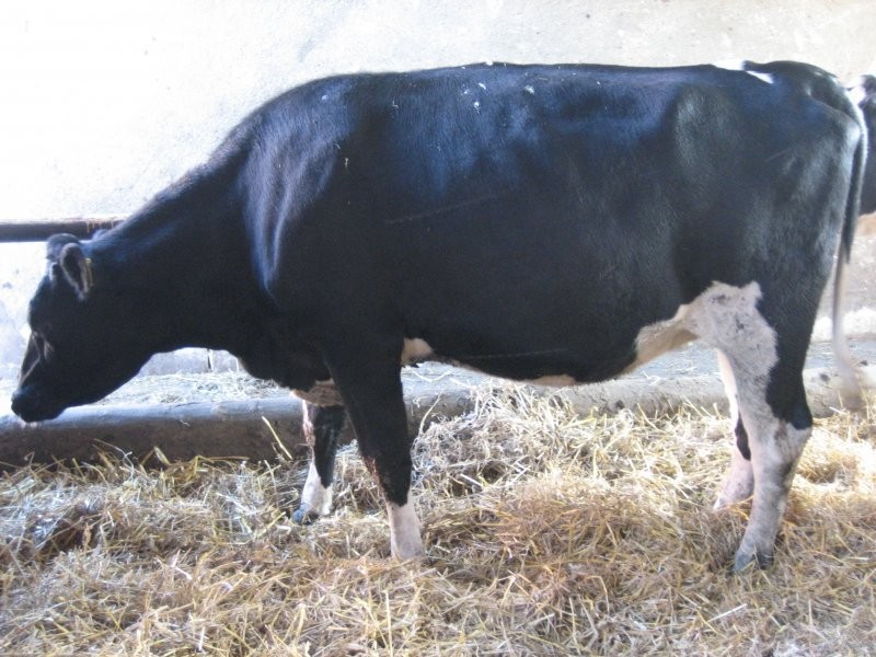 jałówki hodowlane HF -  wciągłej sprzedaży — zdjęcie 1