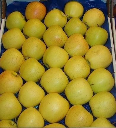 Sprzedaż owoców / Wholesale selling of fruits — zdjęcie 3