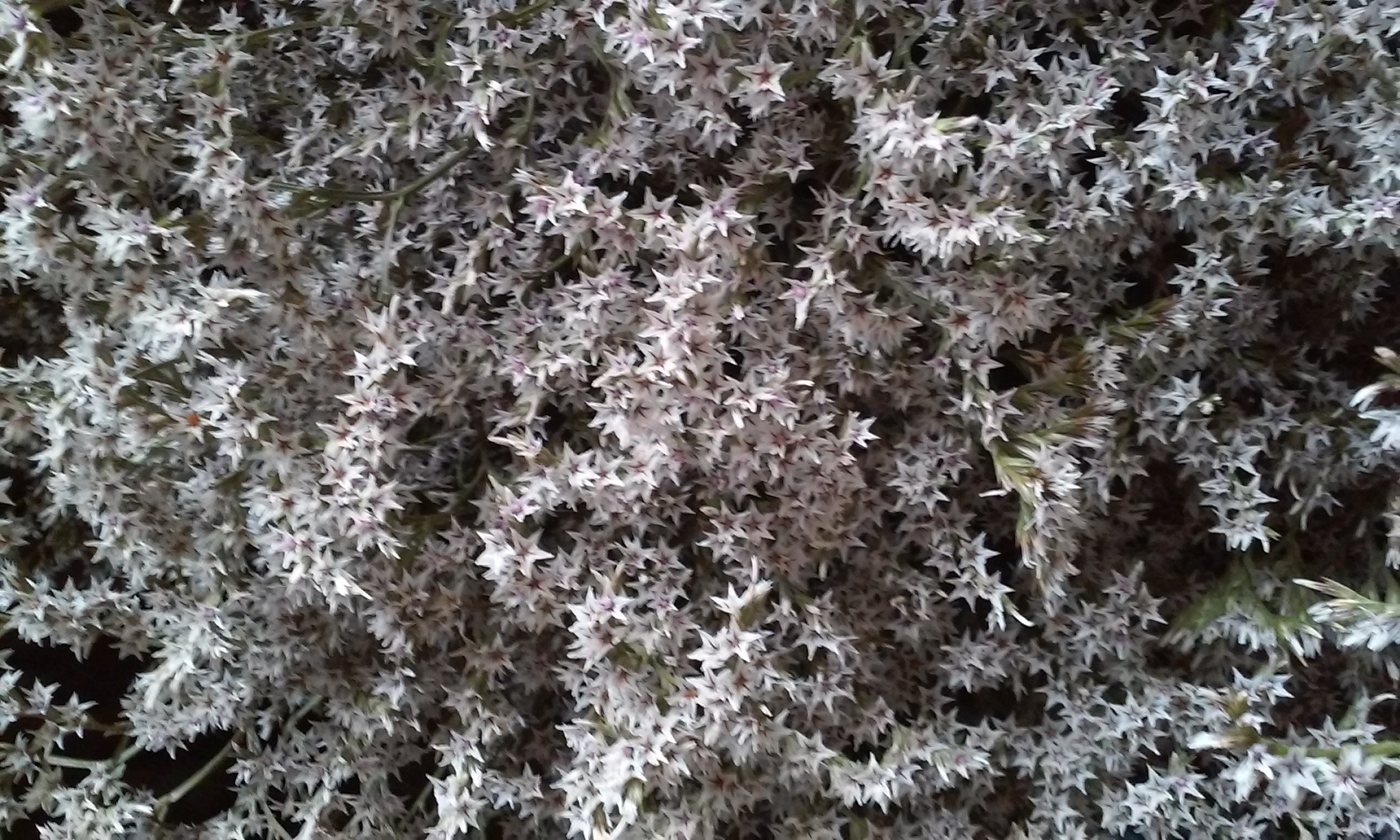 Zatrwian tatarski statycja, limonium tataricum - susz 2017r - sprzedam — zdjęcie 1
