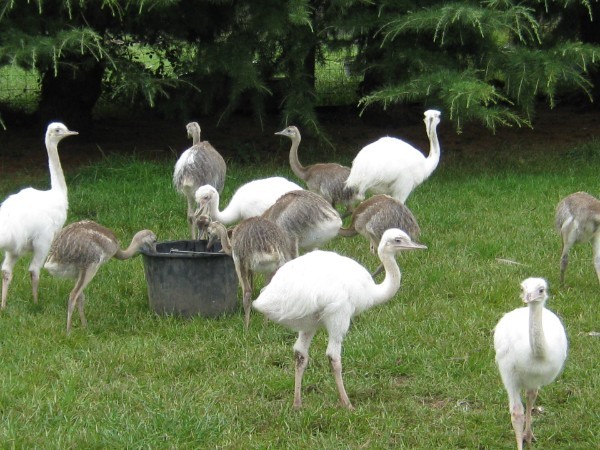 Strusie, emu, pisklęta nandus i ich pisklęta