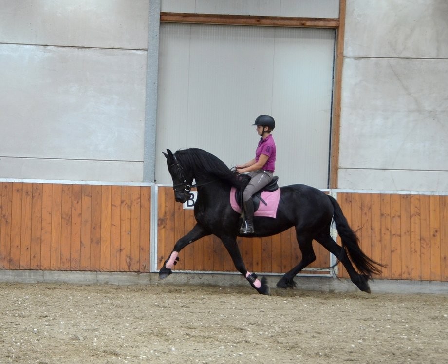 koń friesian na sprzedaż — zdjęcie 2