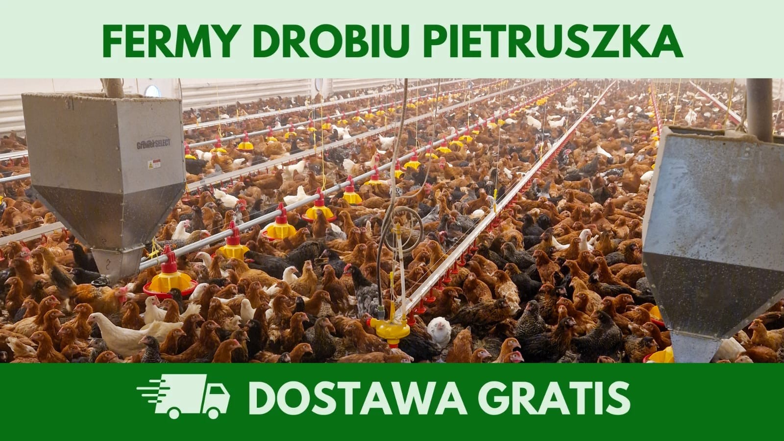 Kury nioski 12–20 tyg. | Dostawa GRATIS | Ferma Drobiu — zdjęcie 5