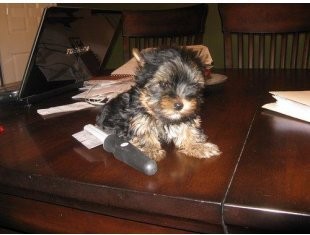 czuły szczenięta Yorkshire terrier do przyjęcia
