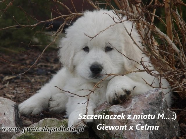 Owczarki podhalańskie — zdjęcie 4